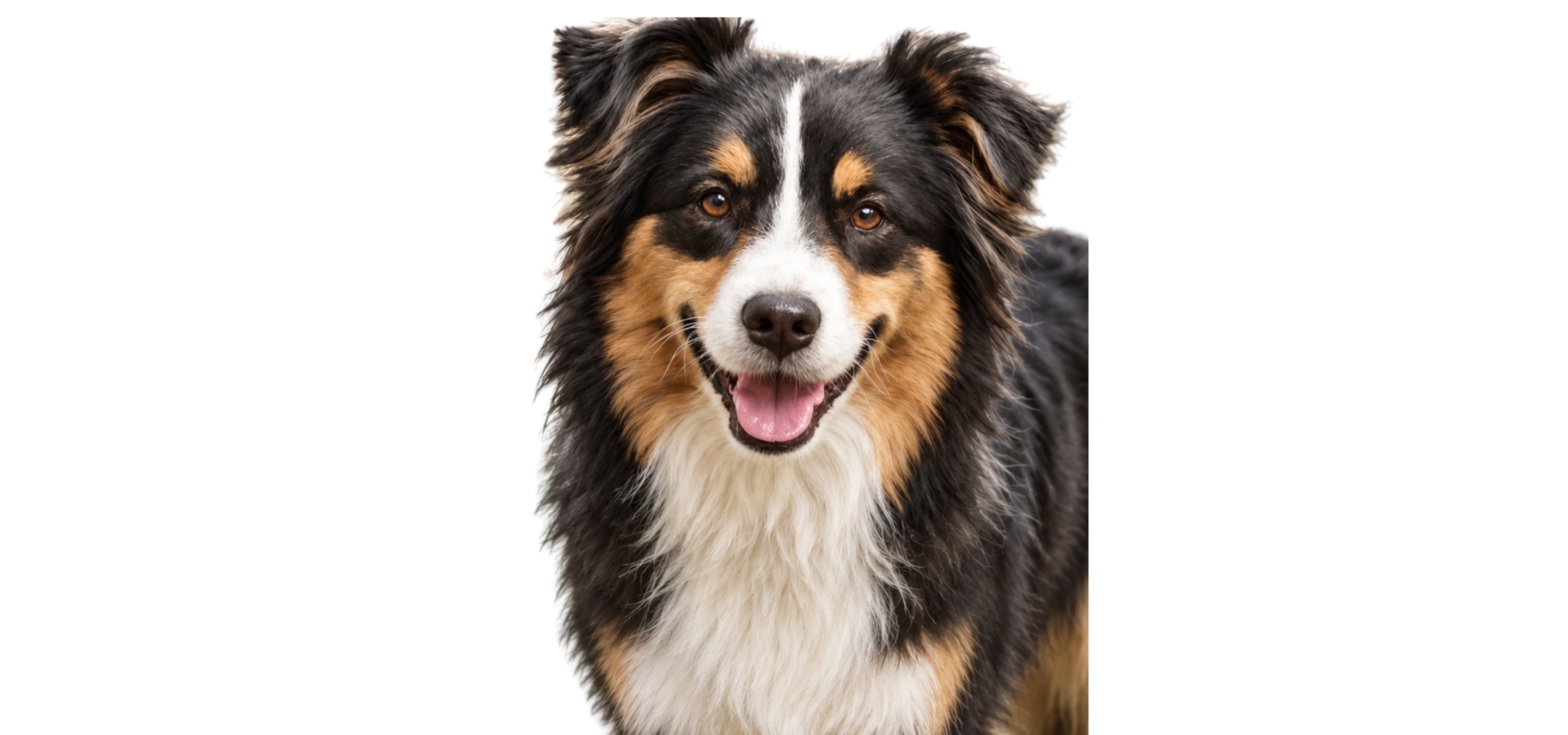 Original dog photograph